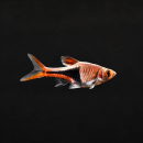 Keilfleckbärbling, Rasbora heteromorpha